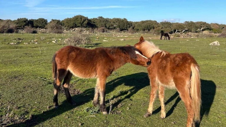 From Tuili: trekking in the Giara Park - The Practical Side: How It Works
