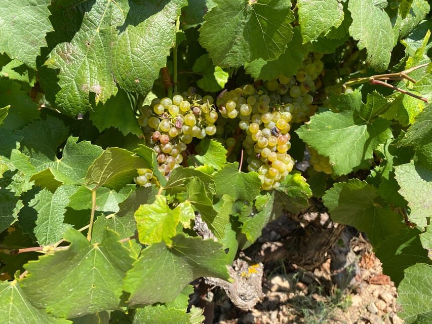 From Valencia: Utiel-Requena Wine Tour and Traditional Lunch - Why This Tour Might Be Perfect for You