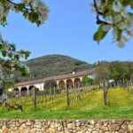 From Verona: Prosecco & Classic method sparkling wine tour, with light lunch - What Could Be Better?