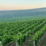 From Vlora: Zvernec, Apollonia & Wine Tasting Day Tour - FAQ