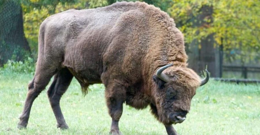 From Warsaw: Small-Group Tour to Bialowieza National Park - Authentic Voices and Real Experiences