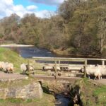 From York: Herriot and Yorkshire Dales Day Trip - What to Expect and Why It Works