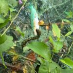 From Zadar: Plitvice Lakes Guided Tour with Boat & Train - Final Thoughts: Is It Worth It?