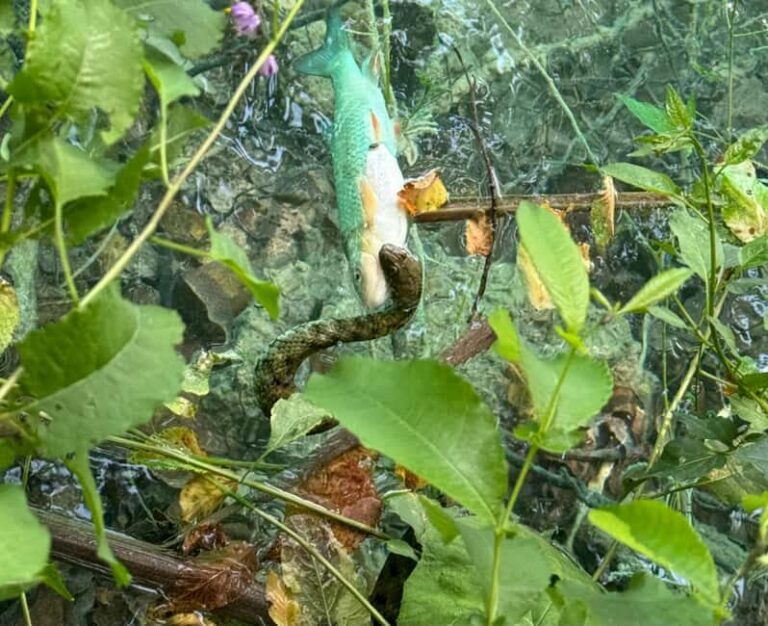 From Zadar: Plitvice Lakes Guided Tour with Boat & Train - Final Thoughts: Is It Worth It?