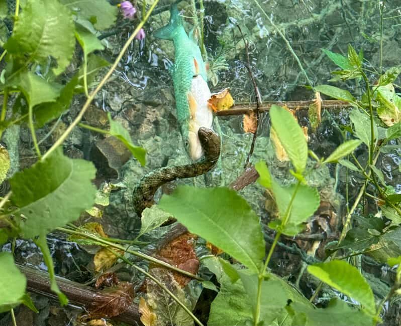 From Zadar: Plitvice Lakes Guided Tour with Boat & Train - Final Thoughts: Is It Worth It?