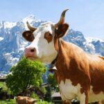 From Zurich: Chocolate and Cheese Tour in Appenzell - The Practical Side: Details and Value