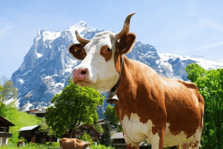 From Zurich: Chocolate and Cheese Tour in Appenzell - The Practical Side: Details and Value