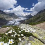 From Zurich: Jungfraujoch Guided Day Tour with Cogway Train - Who Is This Tour Best For?