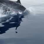 Fuengirola : 2 hours LUXURY Yacht Dolphin Trip DRINKS SNACKS - Who Is This Tour Best For?