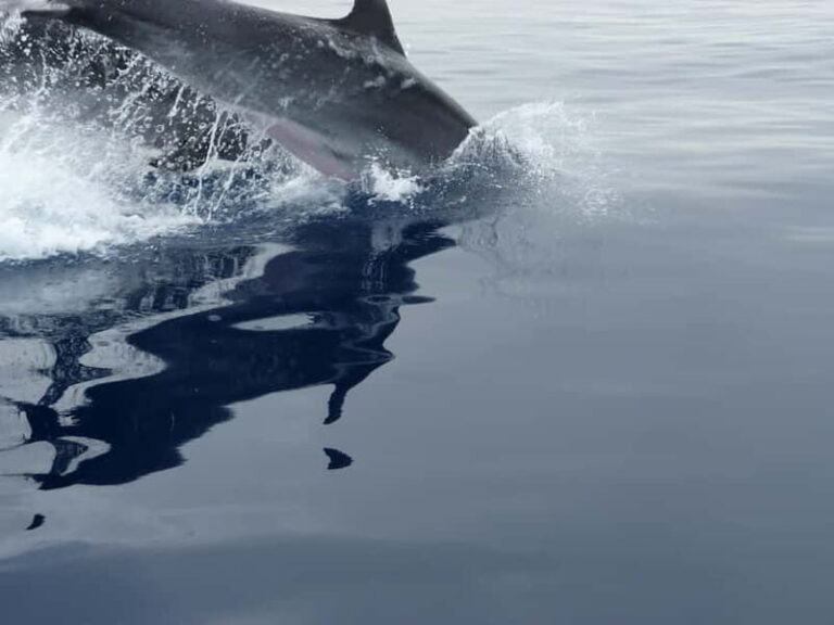 Fuengirola : 2 hours LUXURY Yacht Dolphin Trip DRINKS SNACKS - Who Is This Tour Best For?