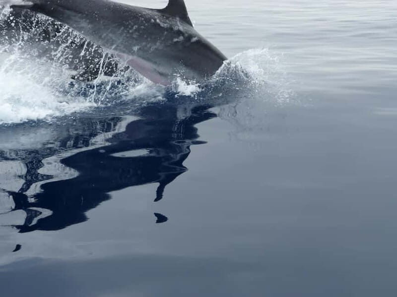 Fuengirola : 2 hours LUXURY Yacht Dolphin Trip DRINKS SNACKS - Who Is This Tour Best For?