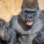 Fuengirola: Bioparc Entrance Ticket - The Experience in Practice