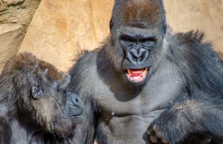 Fuengirola: Bioparc Entrance Ticket - The Experience in Practice