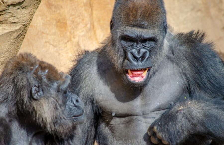 Fuengirola: Bioparc Entrance Ticket - The Experience in Practice