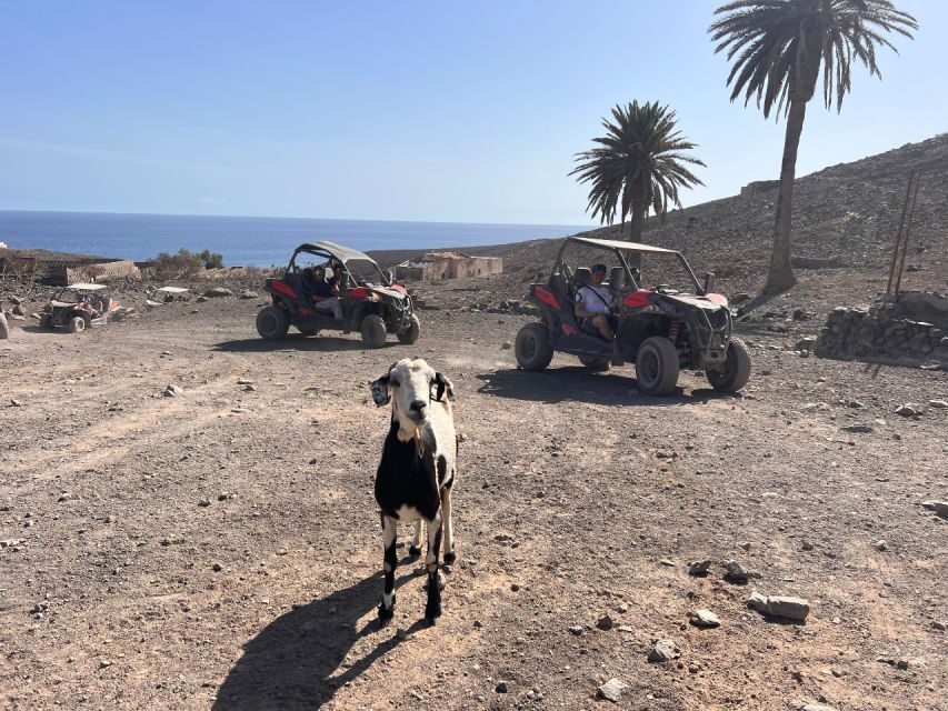 Fuerteventura : 2 hours Buggy Tour in Punta de Jandía - The Pros: Why You Might Enjoy This Experience