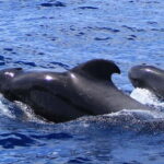 Fuerteventura: Dolphin watching and Lobo Island Combo Cruise - Practical Details and What to Expect