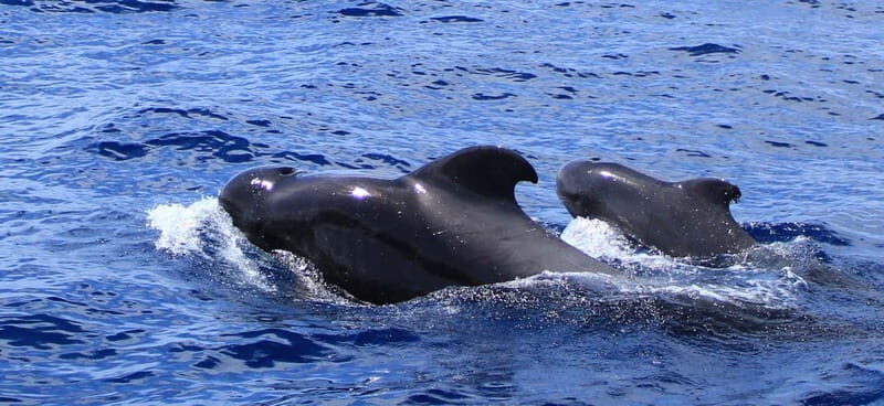 Fuerteventura: Dolphin watching and Lobo Island Combo Cruise - Practical Details and What to Expect