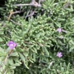 Fuerteventura Hiking on the sacred mountain El Cardon - Who Will Love This Tour?