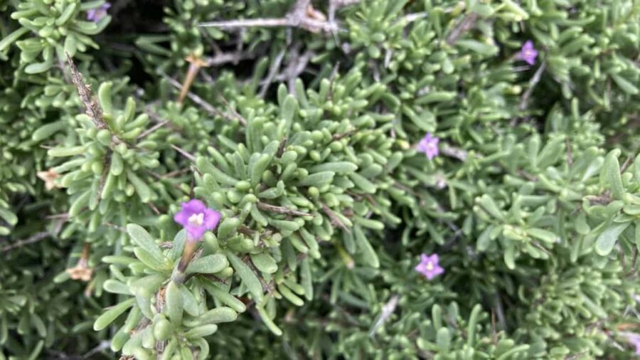Fuerteventura Hiking on the sacred mountain El Cardon - Who Will Love This Tour?