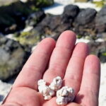 Fuerteventura North with Tapas (food) - What You Can Expect from the Tour