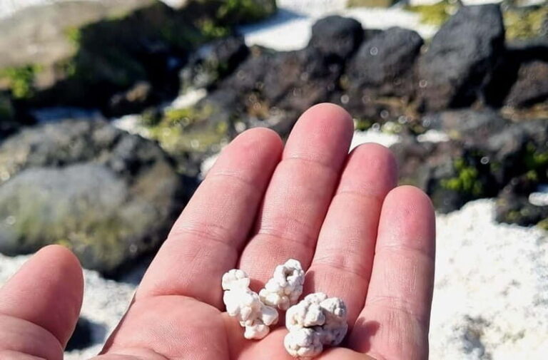 Fuerteventura North with Tapas (food) - What You Can Expect from the Tour