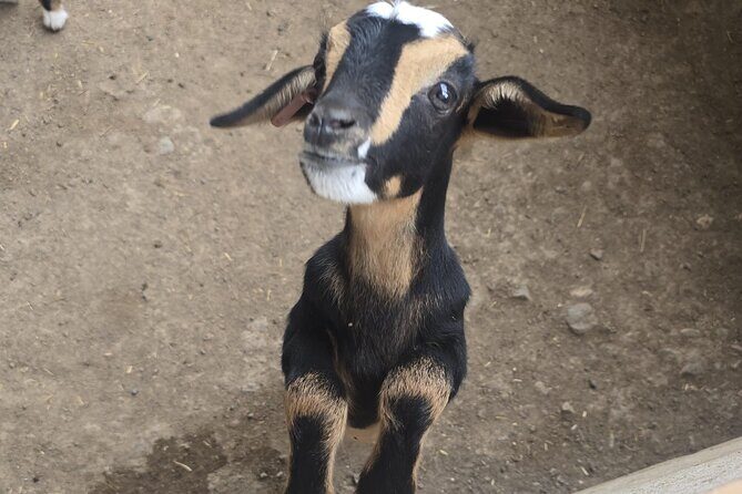 Fuerteventura: PRIVATE Historical Island Sightseeing Grand Tour - The Experience: What Travelers Say