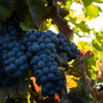 Fuerteventura: Tour & tasting at Conatvs Winery - What the Tour Includes and What You Need to Know