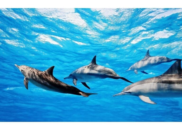 Fuerteventura: Whale & Dolphin Watching Boat Tour with Guide - The Real Value of the Tour