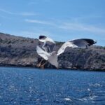 Full day boat-trip Medulin, blue Cave, Cres + dolphin search - The Journey in Detail: What to Expect