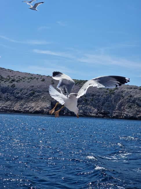 Full day boat-trip Medulin, blue Cave, Cres + dolphin search - The Journey in Detail: What to Expect