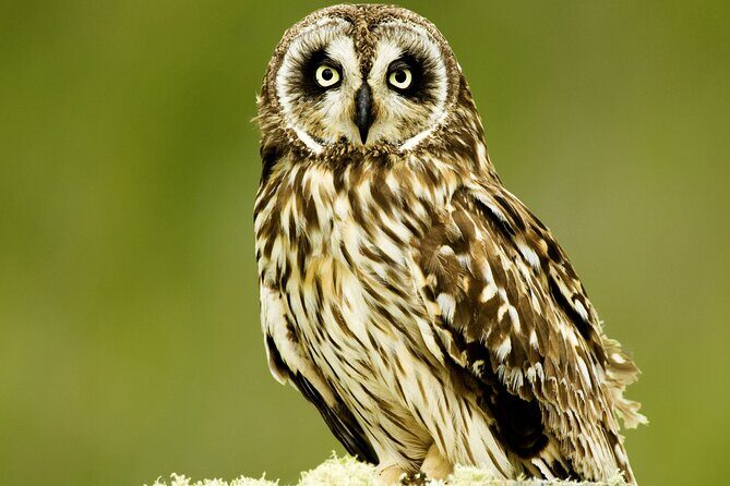 Full-Day Hakalau Forest Reserve Bird Watching Adventure - Why This Tour Offers Great Value