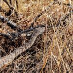 Full Day Hike in Joshua Tree National Park - The Price Point: Is It Worth It?