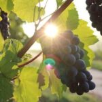 Full Day Korcula and Peljesac Wine Tasting Tour in Dubrovnik - The Scenic Journey and Transportation Details