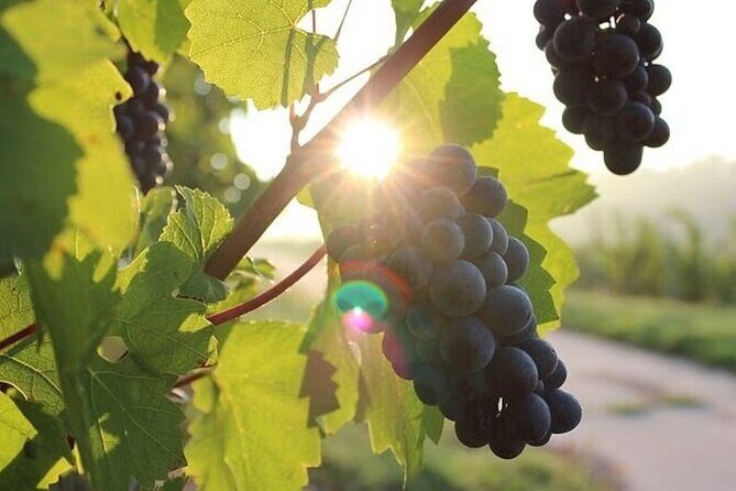 Full Day Korcula and Peljesac Wine Tasting Tour in Dubrovnik - The Scenic Journey and Transportation Details