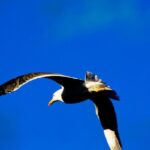 Full Day Ponta de São Lourenço - Natural Reserve - The Logistics: What to Expect Day By Day