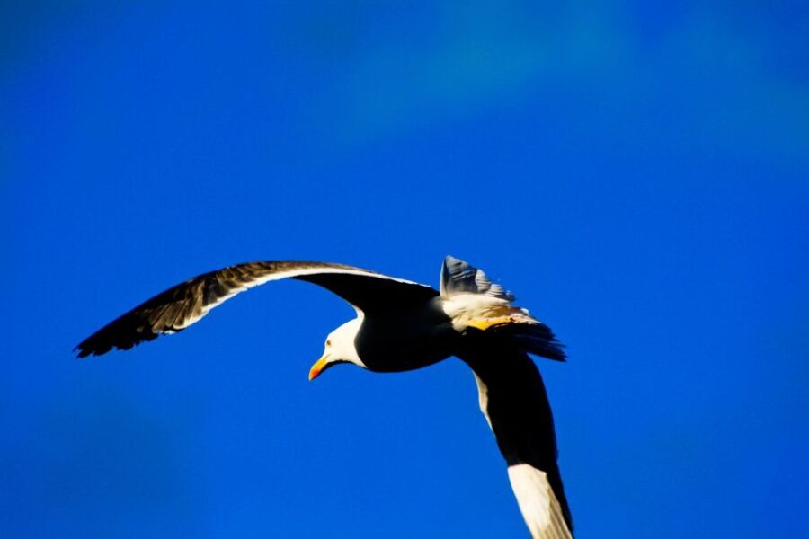 Full Day Ponta de São Lourenço - Natural Reserve - The Logistics: What to Expect Day By Day