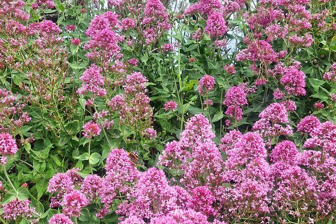 Full day private tour of the North Coast of Cornwall - What’s Included and What You Should Know