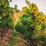 Full Day Private Tour to Kutná Hora with Wine Tasting - The Itinerary: A Deep Dive into What You’ll Experience