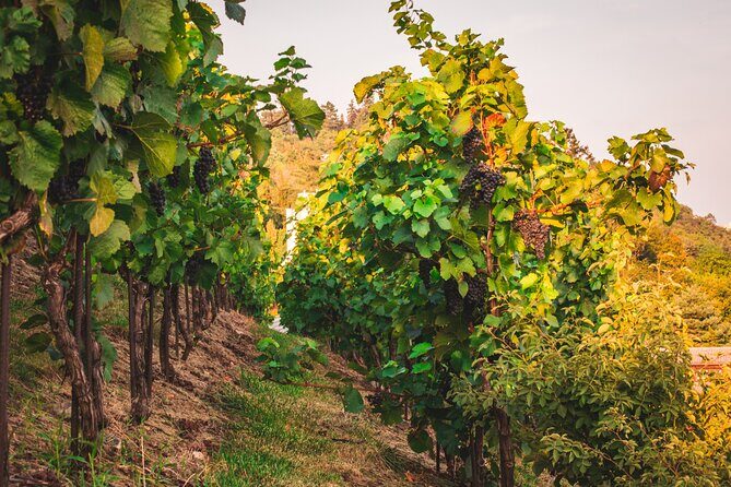 Full Day Private Tour to Kutná Hora with Wine Tasting - The Itinerary: A Deep Dive into What You’ll Experience