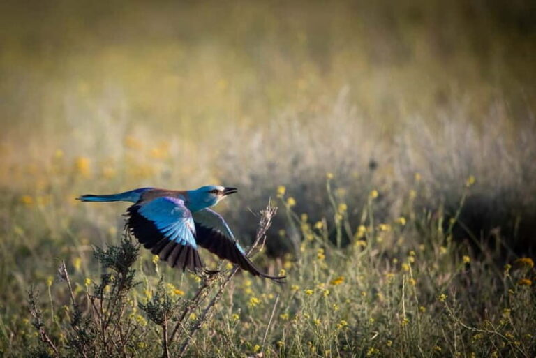 Full-day Private Wilderness tour in Vashlovani National Park - What’s Included and What’s Not