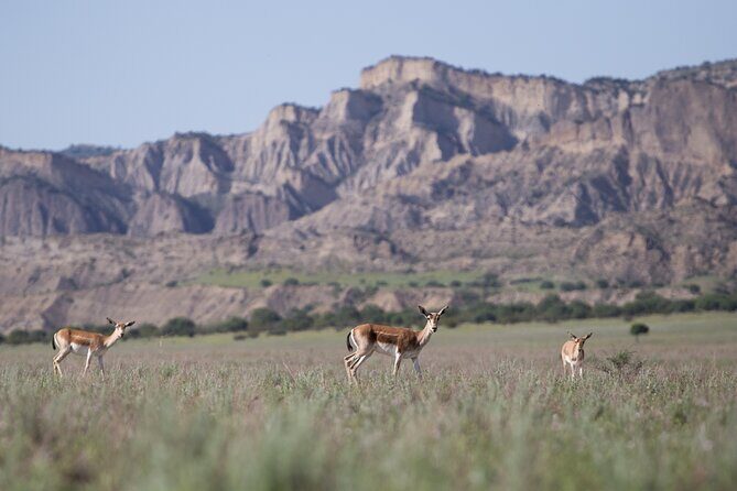 Full-Day Private Wilderness Tour in Vashlovani National Park - Why This Tour Is Worth Considering