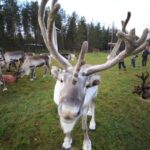 Full day: Reindeer Farm, Santa Claus Village & Husky Park - The Itinerary: A Closer Look