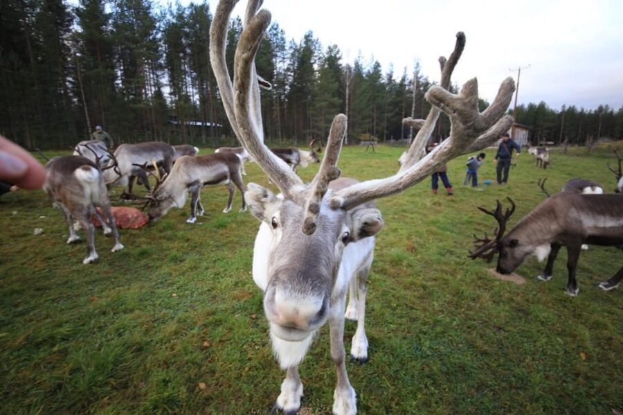 Full day: Reindeer Farm, Santa Claus Village & Husky Park - The Itinerary: A Closer Look