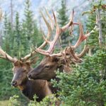 Full-Day Rocky Mountain National Park "Over The Top Tour" - RMNPhotographer - The Cost and What You’re Getting