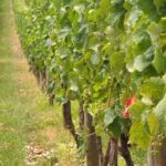 Full Day Small Group Pompeii Tour from Sorrento with Local Wine Tasting - The Realities of the Tour: Pros and Cons