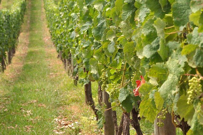 Full Day Small Group Pompeii Tour from Sorrento with Local Wine Tasting - The Realities of the Tour: Pros and Cons