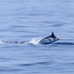 Full Day Sportsman/Enthusiast Charter - Price and Value