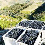 Full Day Tour - Transfer to Douro Valley from Lisbon w/stops - Why This Tour Works Well