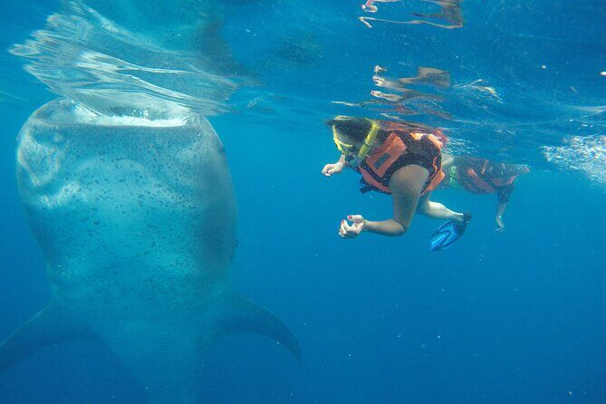 Full-Day Whale Shark Tour Puerto Morelos with Pickup and Lunch - Who Should Consider This Tour?
