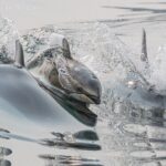 Full Day Whale Watching Campbell River - The Value: Is It Worth the Price?